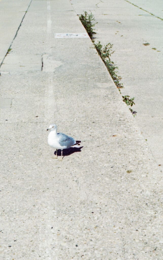 monroe park downtown chicago film photography